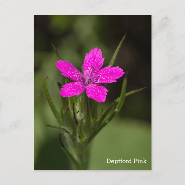 Deptford Pink Wildflower Name Floral Postcard (Front)