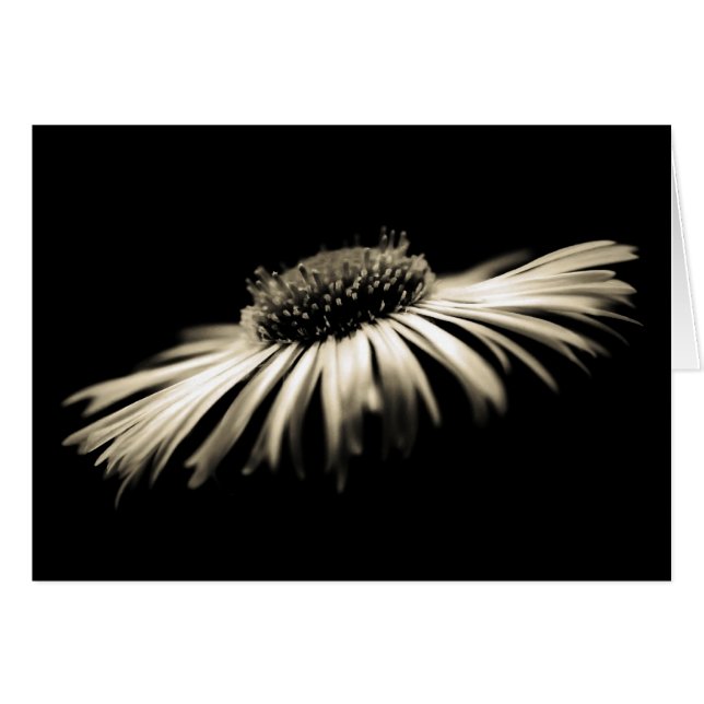 Depth of Purity (Front Horizontal)