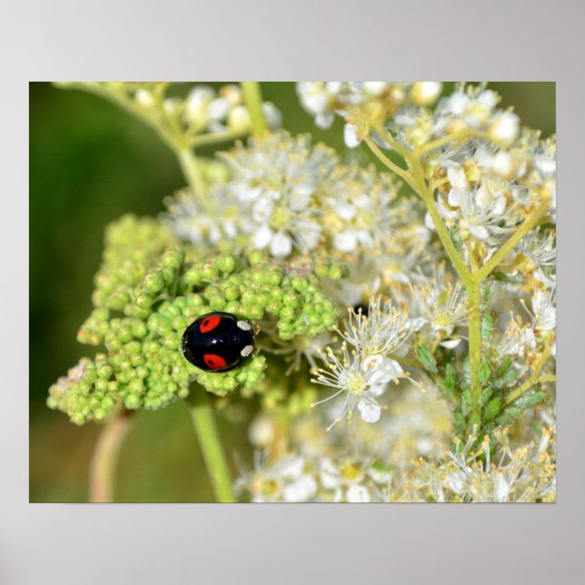 Der schwarz - rote Marienkäfer Poster (Front)
