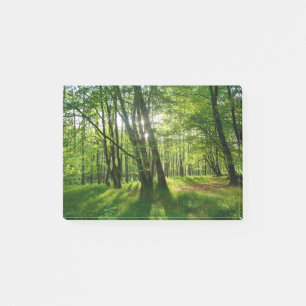 Der Wald im Frühling Post-it Notes