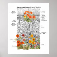 Dermatology Skin Anatomy Art with Floral Details