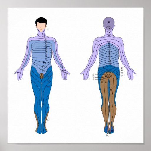 Dermatome diagram Poster | Zazzle