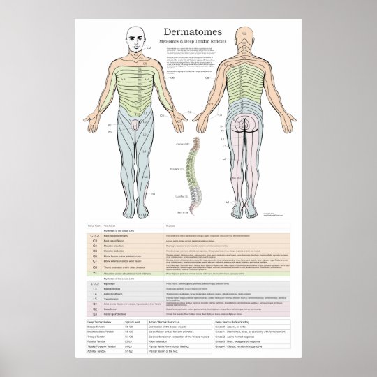 Dermatomes, Myotomes and DTR Poster | Zazzle.co.uk