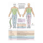 Dermatomes Myotomes and DTR Poster Chiropractic