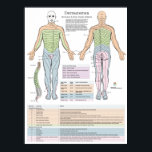 Dermatomes Myotomes and DTR Poster Chiropractic<br><div class="desc">Shows the dermatome pattern of the cervical, thoracic, lumbar and sacral nerves. A dermatome is an area of skin that is mainly supplied by a single spinal nerve. There are eight cervical nerves (C1 being an exception with no dermatome), twelve thoracic nerves, five lumbar nerves and five sacral nerves. Each...</div>