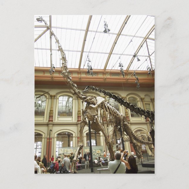 Description Museum f?r Naturkunde, Berlin: Skelett Postcard (Front)
