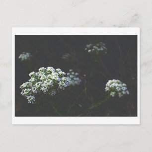 "Desert Angels" Postcard