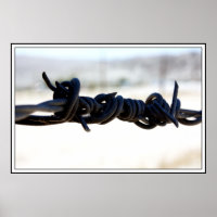 Desert Barbed Wire