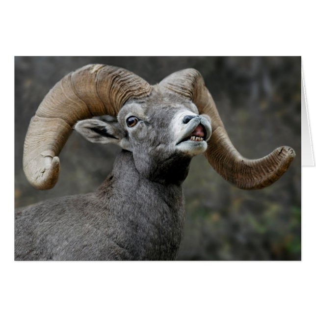 Desert Bighorn Ram (Front Horizontal)