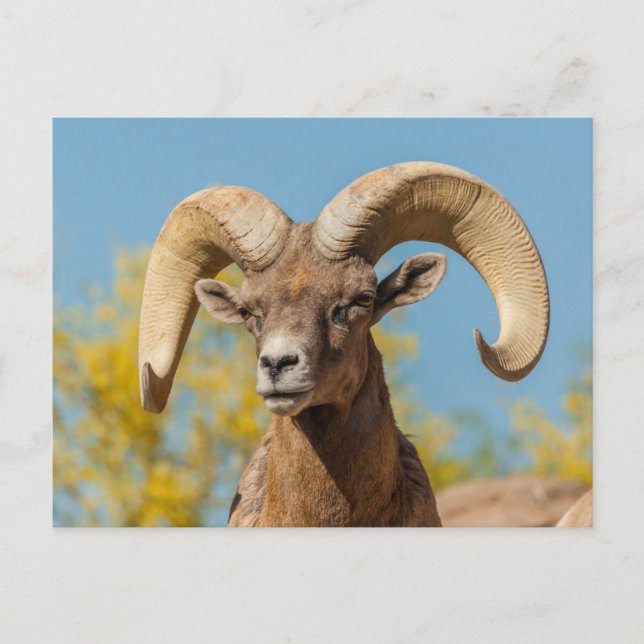 Desert Bighorn Ram Postcard (Front)