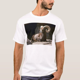 Desert bighorn sheep (Adult ram bedded down in sun T-Shirt