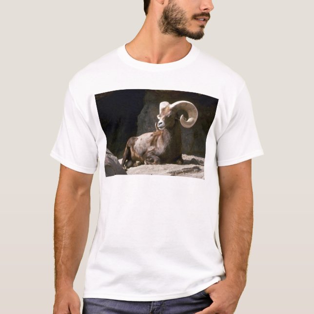 Desert bighorn sheep (Adult ram bedded down in sun T-Shirt (Front)