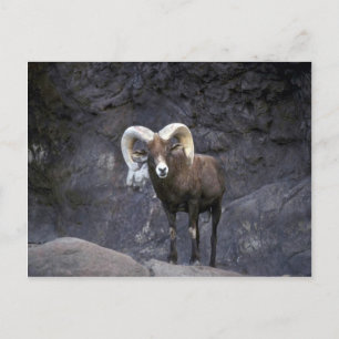 Desert bighorn sheep (Adult ram) Postcard