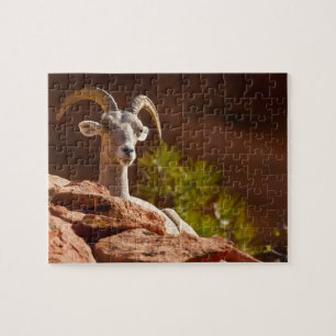 Desert Bighorn sheep (Ovis canadensis nelsoni). Jigsaw Puzzle