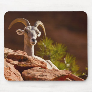 Desert Bighorn sheep (Ovis canadensis nelsoni). Mouse Mat