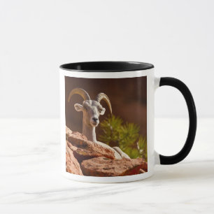 Desert Bighorn sheep (Ovis canadensis nelsoni). Mug