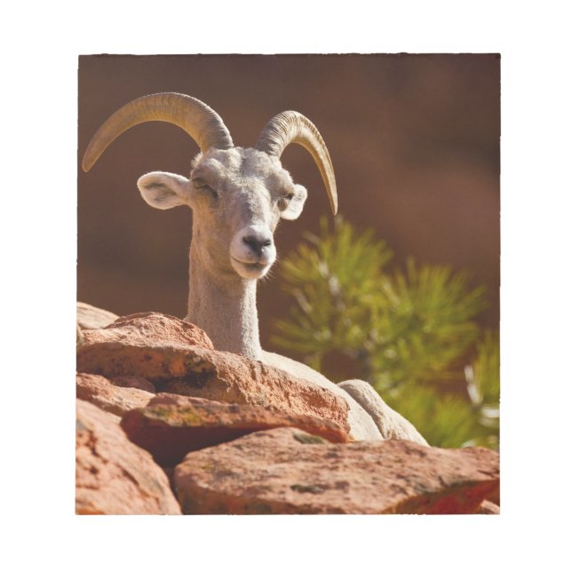 Desert Bighorn sheep (Ovis canadensis nelsoni). Notepad (Front)