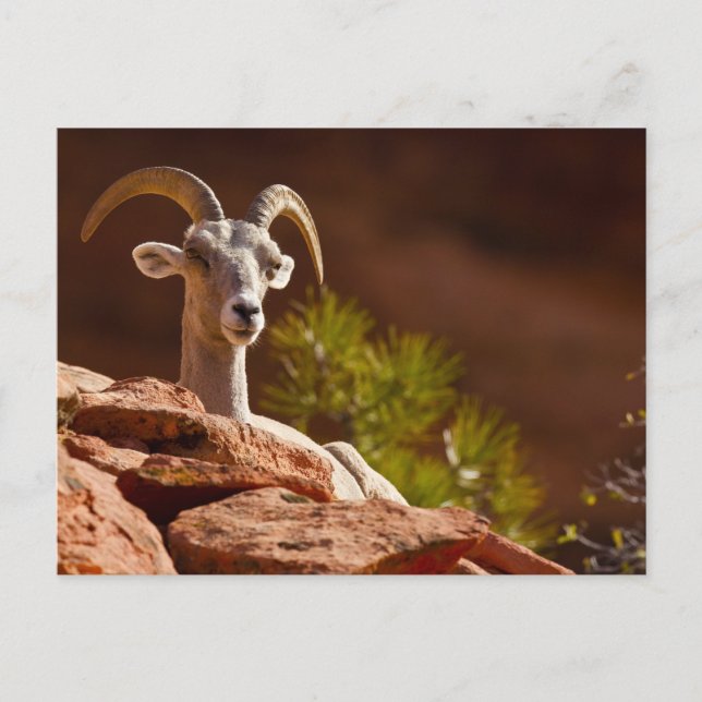 Desert Bighorn sheep (Ovis canadensis nelsoni). Postcard (Front)