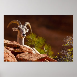 Desert Bighorn sheep (Ovis canadensis nelsoni). Poster