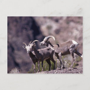Desert bighorn sheep (Small group) Postcard
