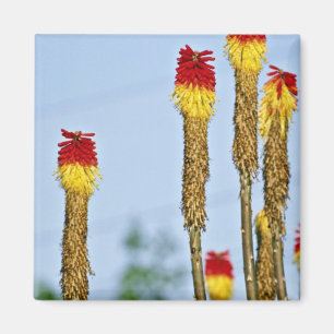 Desert bloom, outside Phoenix, Arizona, U.S.A.  fl Magnet