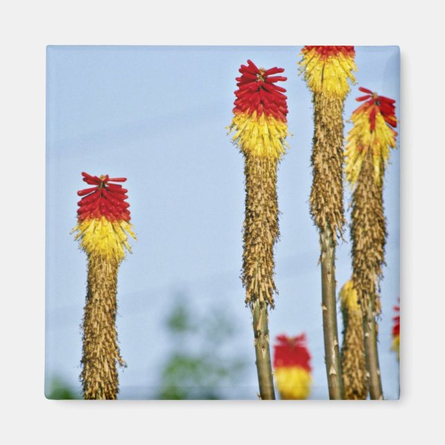 Desert bloom, outside Phoenix, Arizona, U.S.A.  fl Magnet (Front)