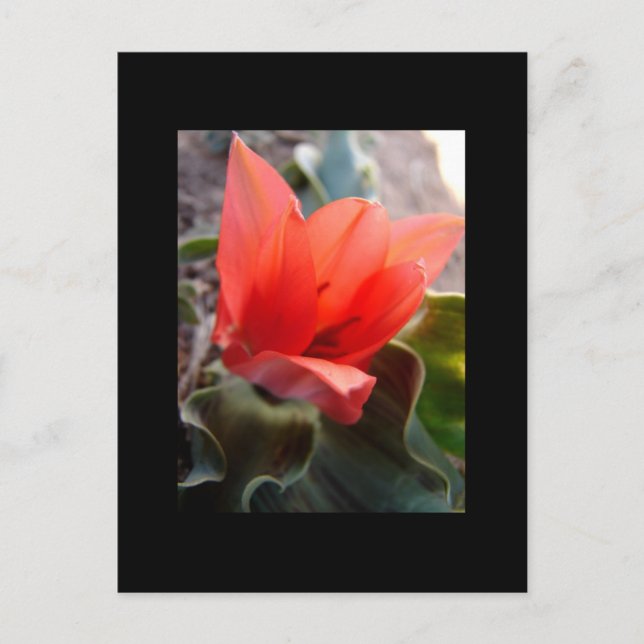 desert bloom postcard (Front)