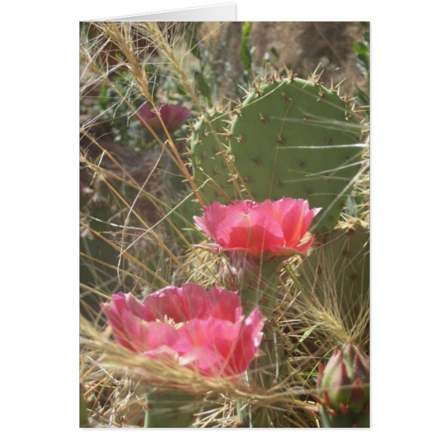 Desert Blooms (Front)