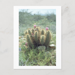Desert Blooms Cactus Sonora Arizona Photo Postcard