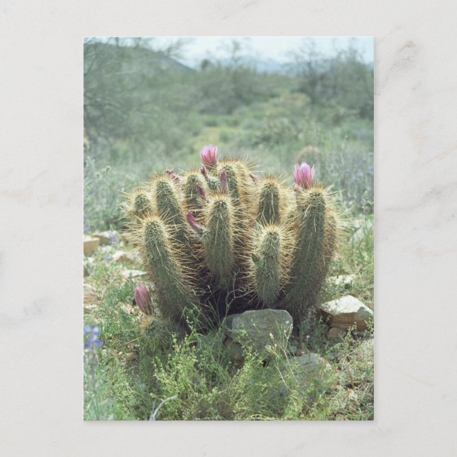 Desert Blooms Cactus Sonora Arizona Photo Postcard (Front)