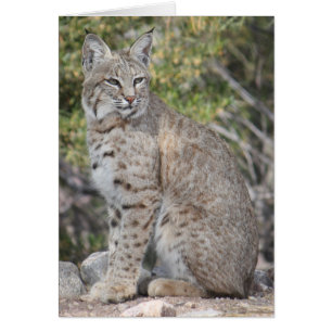 Desert Bobcat Card