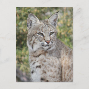 Desert Bobcat Postcard