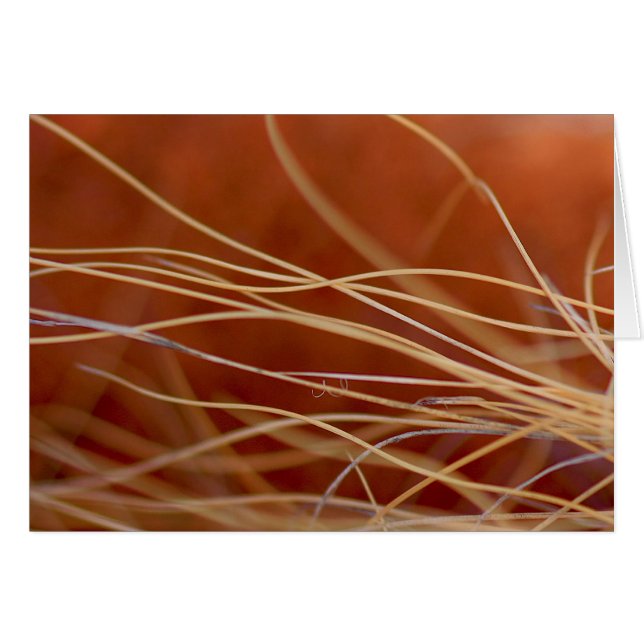 Desert Breeze (Front Horizontal)