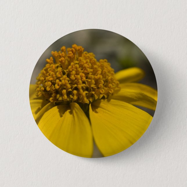 Desert Brittlebrush Round Button (Front)