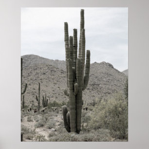 Desert Cactus 16x20 Poster Print Wall Art Decor