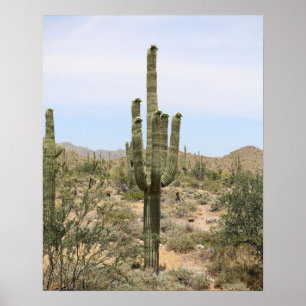 Desert Cactus 16x20 Poster Print Wall Art Decor