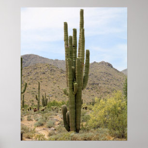 Desert Cactus 16x20 Poster Print Wall Art Decor