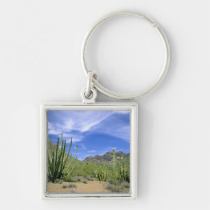 Desert cactus at Organ Pipe National Monument, Key Ring