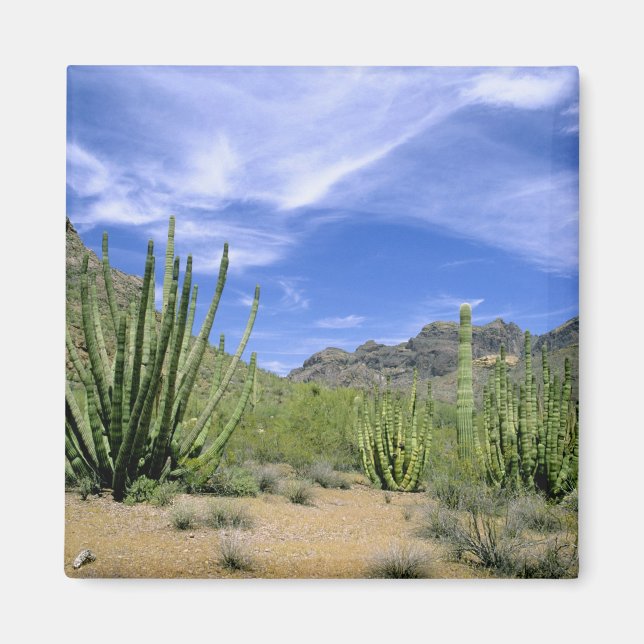 Desert cactus at Organ Pipe National Monument, Magnet (Front)
