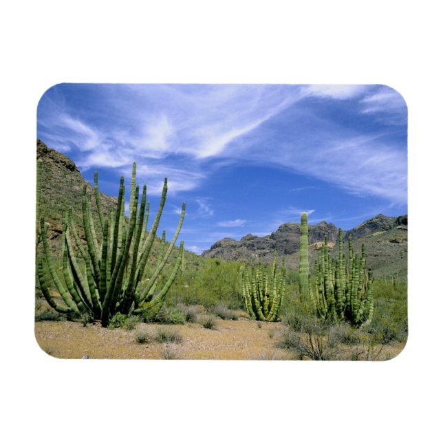 Desert cactus at Organ Pipe National Monument, Magnet (Horizontal)