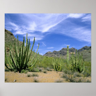Desert cactus at Organ Pipe National Monument, Poster