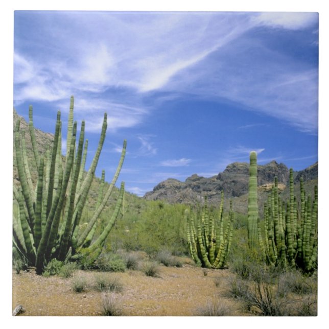 Desert cactus at Organ Pipe National Monument, Tile (Front)