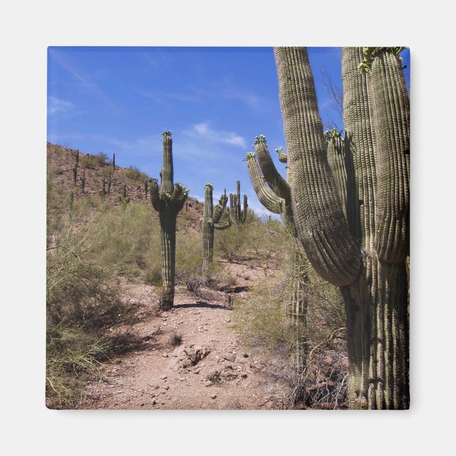 Desert Cactus in Arizona Magnet (Front)