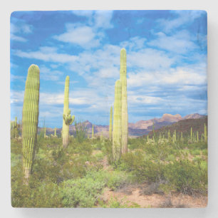 Desert cactus landscape, Arizona Stone Coaster