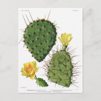 Desert Cactus Plant Pattern Vintage Postcard