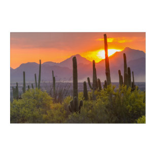 Desert cactus sunset, Arizona Acrylic Wall Art