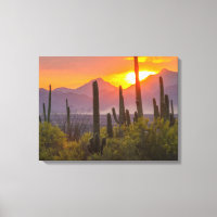 Desert cactus sunset, Arizona