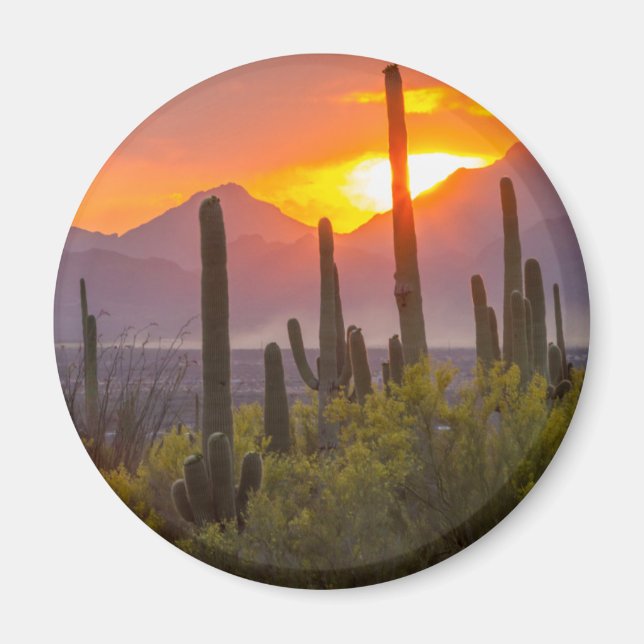 Desert cactus sunset, Arizona Magnet (Front)