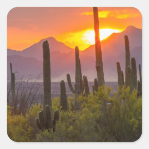 Desert cactus sunset, Arizona Square Sticker