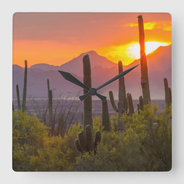 Desert cactus sunset, Arizona Square Wall Clock (Front)